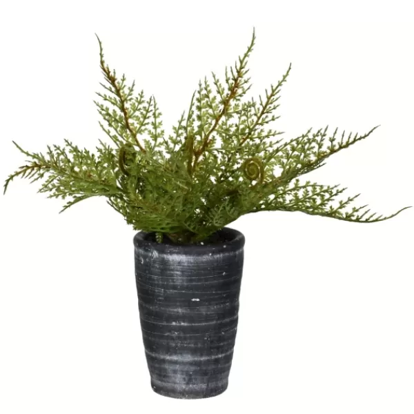 Arrangements & Greenery-Kirkland's Home Asparagus Fern In Tall Black Planter Green/Black