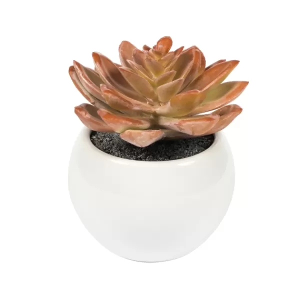 Arrangements & Greenery-Kirkland's Home Assorted Succulents In White Planters, Set Of 3 Green/White/Orange