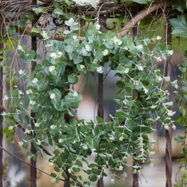 Wreaths-Kirkland's Home Australian Eucalpyptus Wreath Green