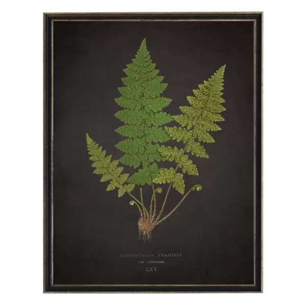 Framed Art-Kirkland's Home Black Fern Vi Framed Art Print Green/Black