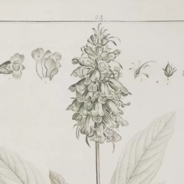 Framed Art-Kirkland's Home Black White Vintage Botanical Framed Art, Set Of 2 Black/White