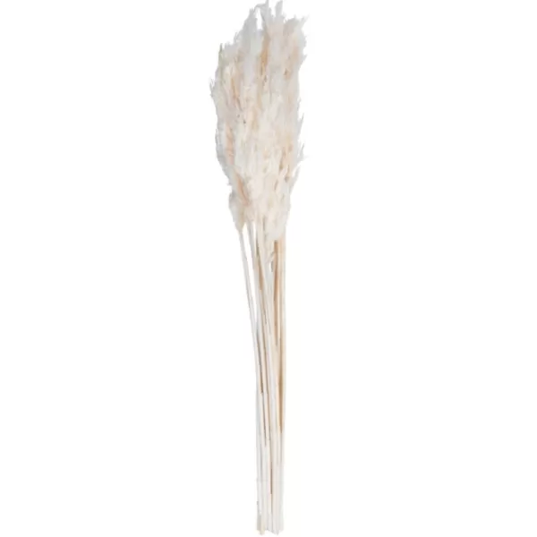 Stems & Bouquets-Kirkland's Home Bleached Preserved Plume Reed Bundles, Set Of 2 Ivory