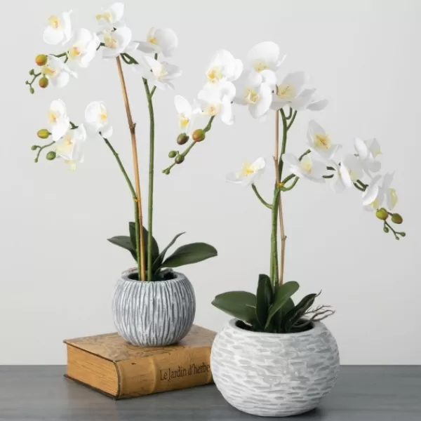 Arrangements & Greenery-Kirkland's Home Blooming White Orchid Potted Floral Arrangement Green/White/Yellow