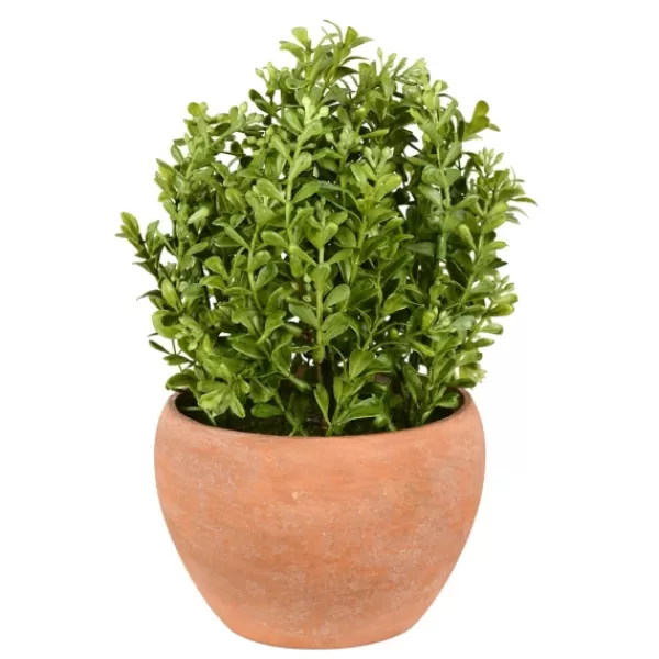 Arrangements & Greenery-Kirkland's Home Boxwood Bush In Terracotta Pot Green