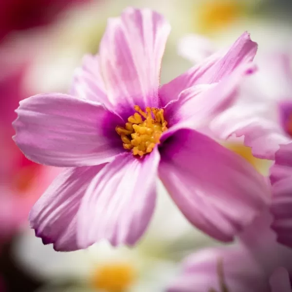 Stems & Bouquets-Kirkland's Home Bright Cosmos Stems, Set Of 3 Pink/Purple/White