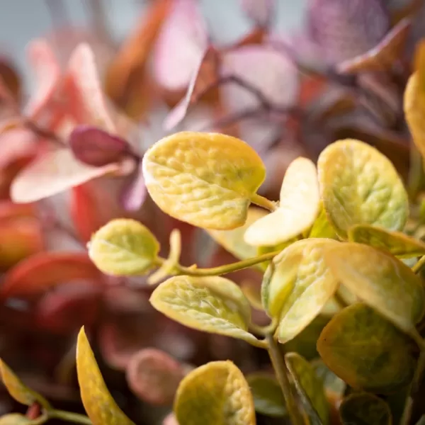 Stems & Bouquets-Kirkland's Home Color Eucalyptus Bouquets, Set Of 3 Multi
