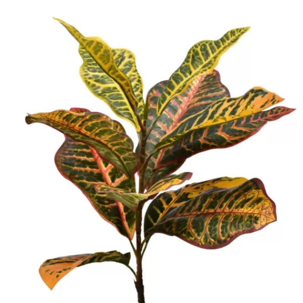 Trees & Topiaries-Kirkland's Home Colorful Croton Tree In Black Planter, 5 Ft.
