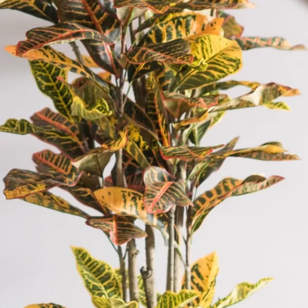 Trees & Topiaries-Kirkland's Home Colorful Croton Tree In Black Planter, 5 Ft.