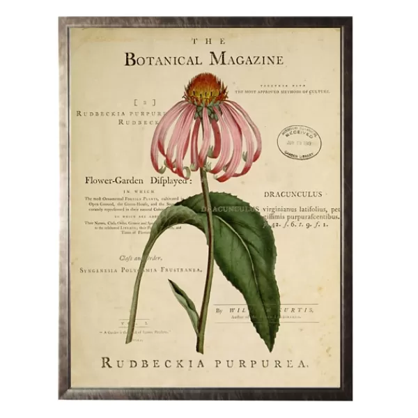 Framed Art-Kirkland's Home Coneflower Botanical Magazine Framed Art Print Multi