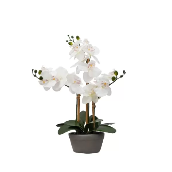 Arrangements & Greenery-Kirkland's Home Desktop Orchid Arrangement In Gray Planter White/Gray