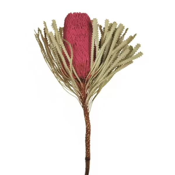 Stems & Bouquets-Kirkland's Home Dried Jumbo Banksia Stems, Set Of 3 Pink