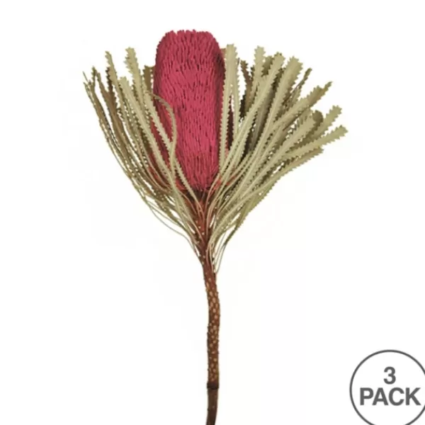 Stems & Bouquets-Kirkland's Home Dried Jumbo Banksia Stems, Set Of 3 Pink