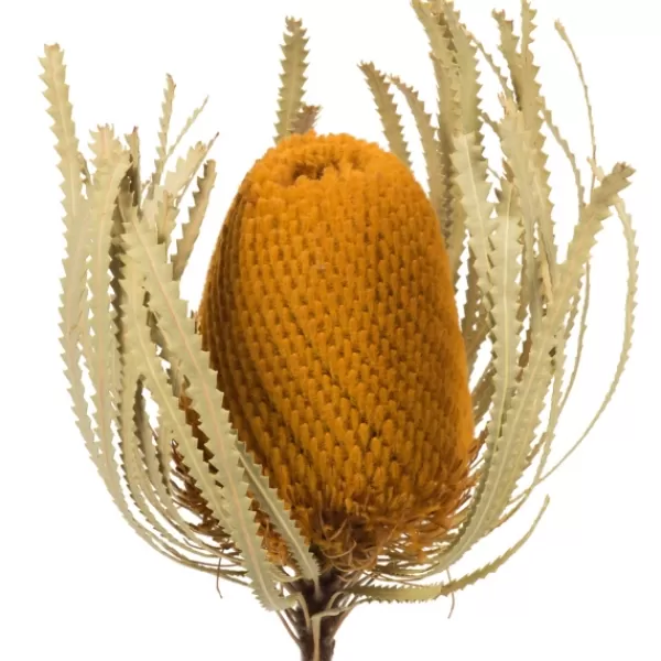 Stems & Bouquets-Kirkland's Home Dried Jumbo Banksia Stems, Set Of 3 Gold