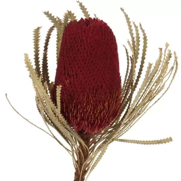 Stems & Bouquets-Kirkland's Home Dried Jumbo Banksia Stems, Set Of 3 Red