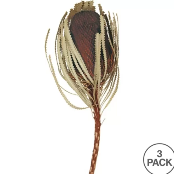 Stems & Bouquets-Kirkland's Home Dried Jumbo Banksia Stems, Set Of 3 Brown