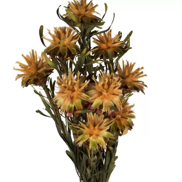 Stems & Bouquets-Kirkland's Home En Preserved Plumosum Flower Bundle Gold