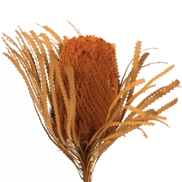 Stems & Bouquets-Kirkland's Home Fall Dried And Dyed Jumbo Banksia Stems, Set Of 3 Orange