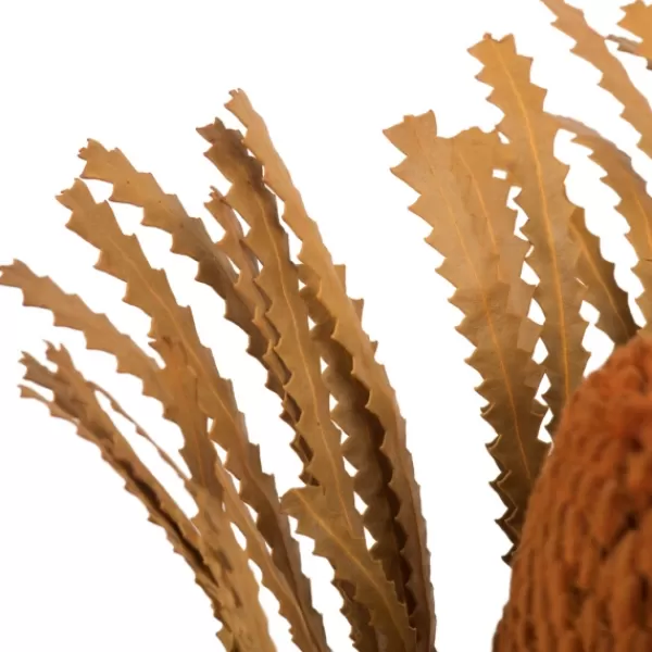 Stems & Bouquets-Kirkland's Home Fall Dried And Dyed Jumbo Banksia Stems, Set Of 3 Orange