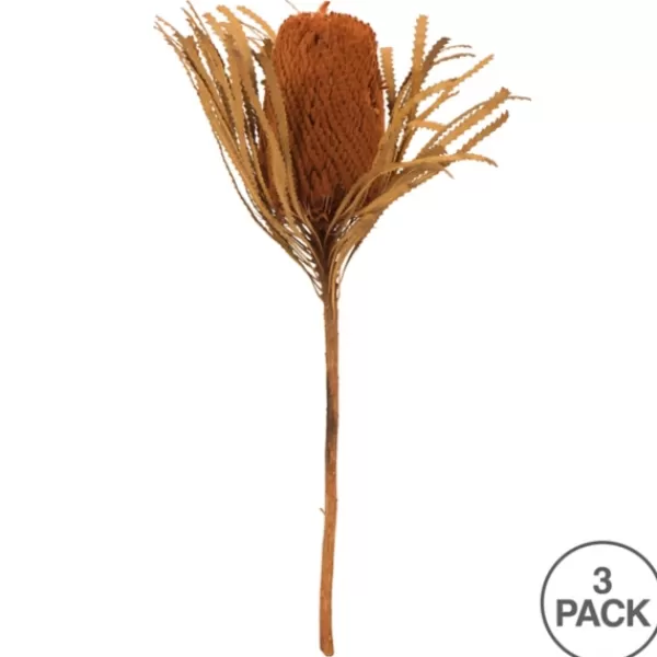 Stems & Bouquets-Kirkland's Home Fall Dried And Dyed Jumbo Banksia Stems, Set Of 3 Orange