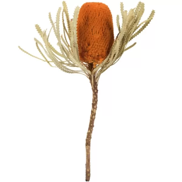 Stems & Bouquets-Kirkland's Home Fall Dried Jumbo Banksia Stems, Set Of 3 Orange