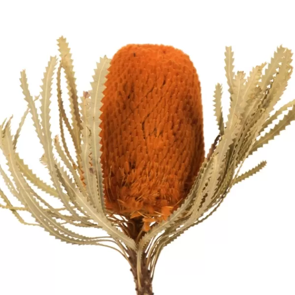 Stems & Bouquets-Kirkland's Home Fall Dried Jumbo Banksia Stems, Set Of 3 Orange