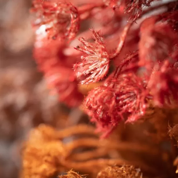 Stems & Bouquets-Kirkland's Home Fall Queen Anne'S Lace Orb Stems, Set Of 3 Red/Orange/Gray
