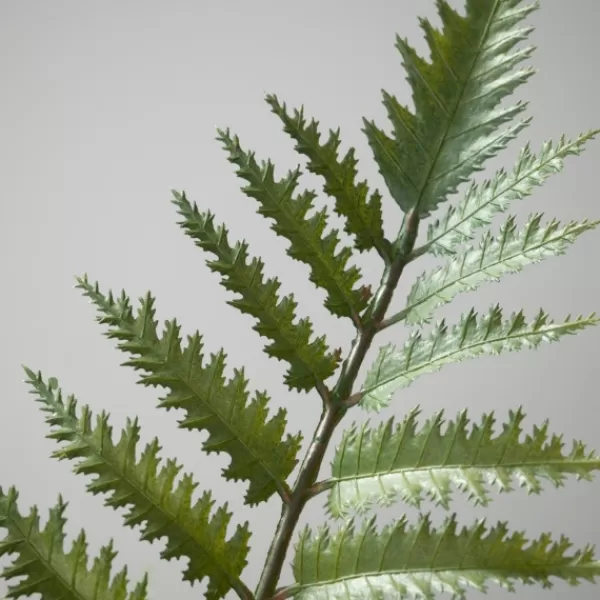 Trees & Topiaries-Kirkland's Home Feathered Fern In Black Nursery Planter Green/Black