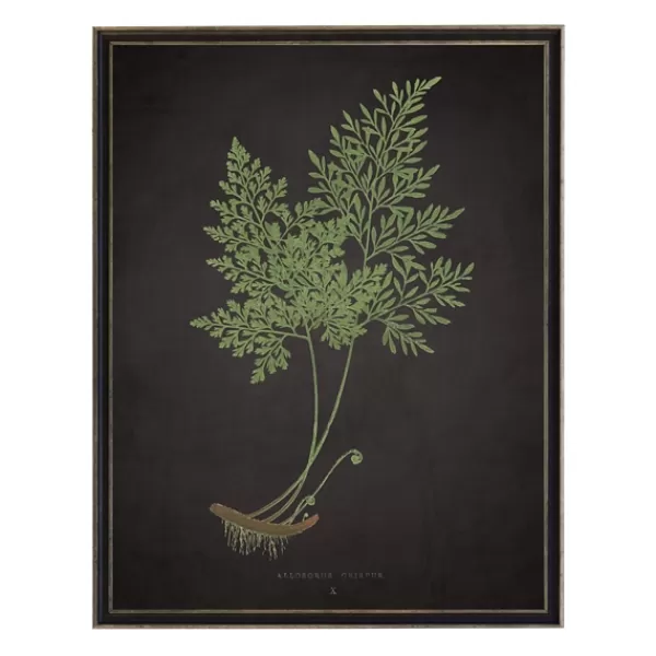 Framed Art-Kirkland's Home Fern Bookplate Vii Framed Art Print Black/Green