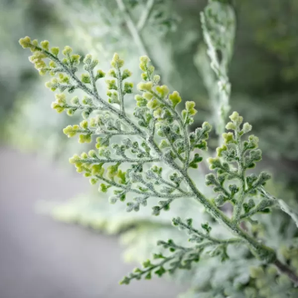 Stems & Bouquets-Kirkland's Home Frosted Draped Fern Stem Green