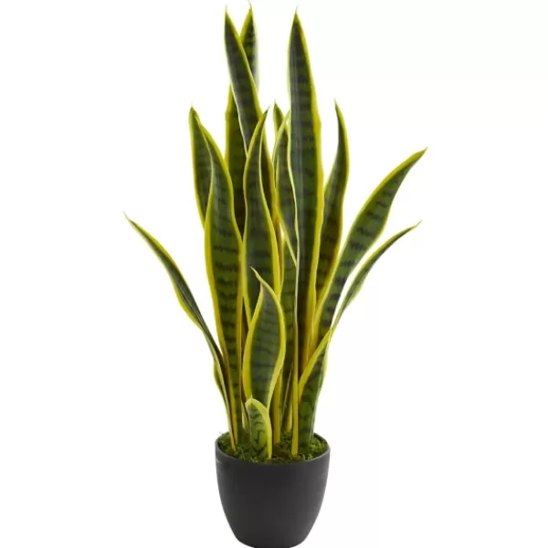 Arrangements & Greenery-Kirkland's Home Modern Potted Laurentii Snake Plant Green/Black