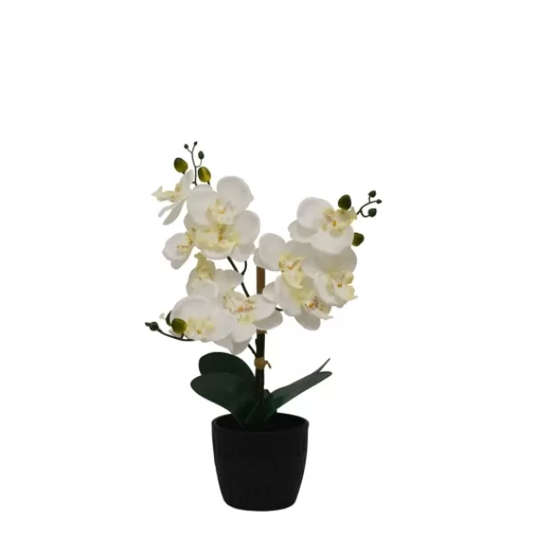 Arrangements & Greenery-Kirkland's Home Orchid Arrangement In Black Decorative Pot White/Black