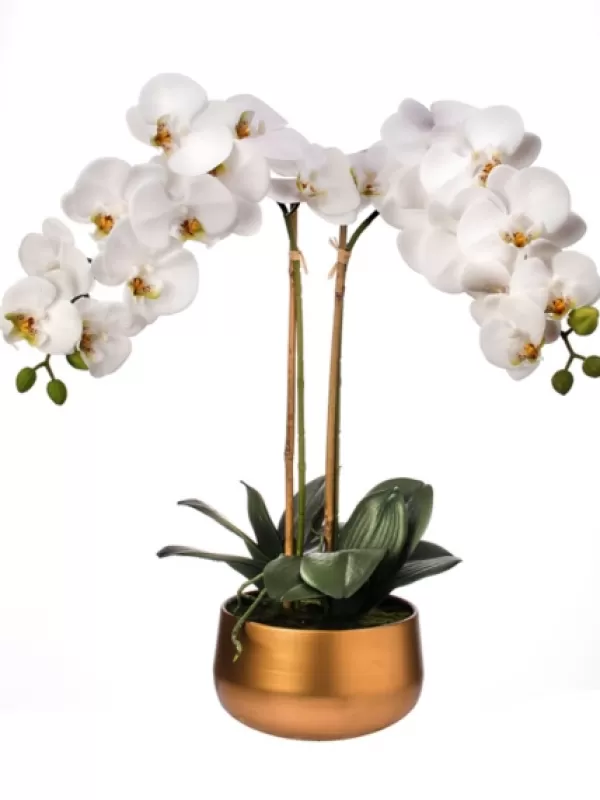 Arrangements & Greenery-Kirkland's Home Orchid Arrangement In Gold Pot, 22 In. White