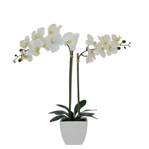 Arrangements & Greenery-Kirkland's Home Orchid Arrangement In Pot White