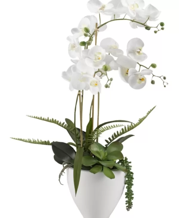 Arrangements & Greenery-Kirkland's Home Orchids In Ceramic Bowl White