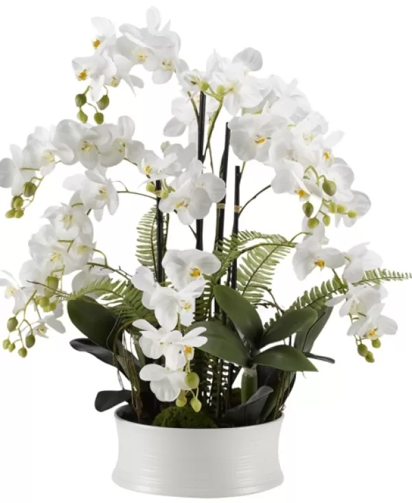 Arrangements & Greenery-Kirkland's Home Orchids In Round Ceramic Dish White