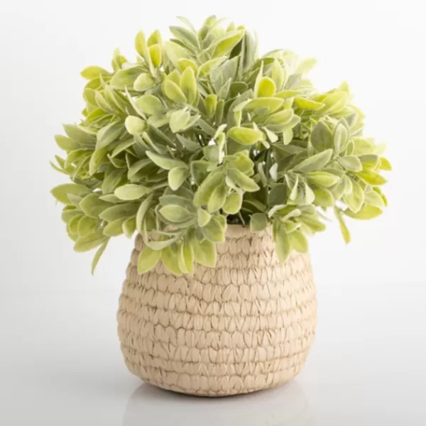 Arrangements & Greenery-Kirkland's Home Potted Ery Arrangement In Ceramic Vase Green