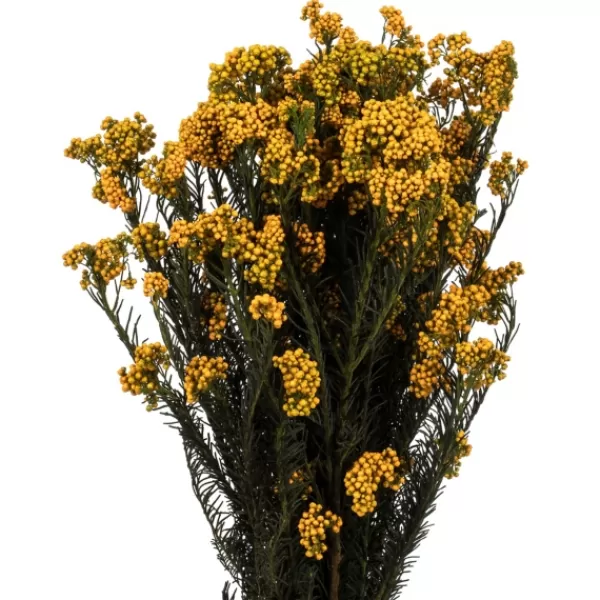 Stems & Bouquets-Kirkland's Home Preserved Aspen Rice Flower Bundle Gold