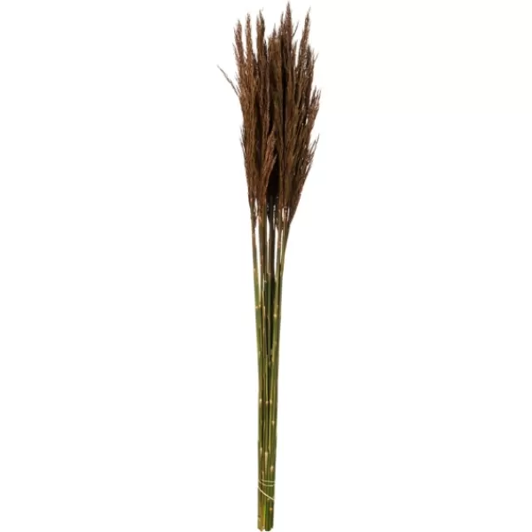 Stems & Bouquets-Kirkland's Home Preserved Plume Reed Bundles, Set Of 2 Brown