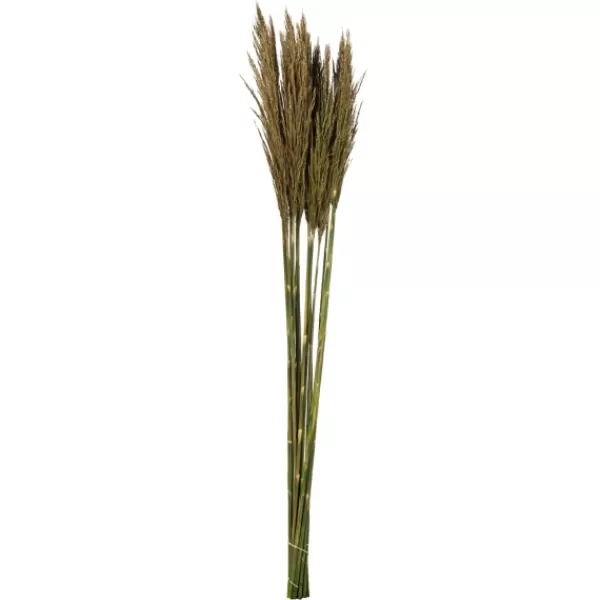 Stems & Bouquets-Kirkland's Home Preserved Plume Reed Bundles, Set Of 2 Green