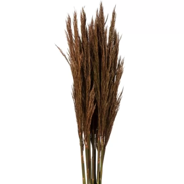 Stems & Bouquets-Kirkland's Home Preserved Plume Reed Bundles, Set Of 2 Brown