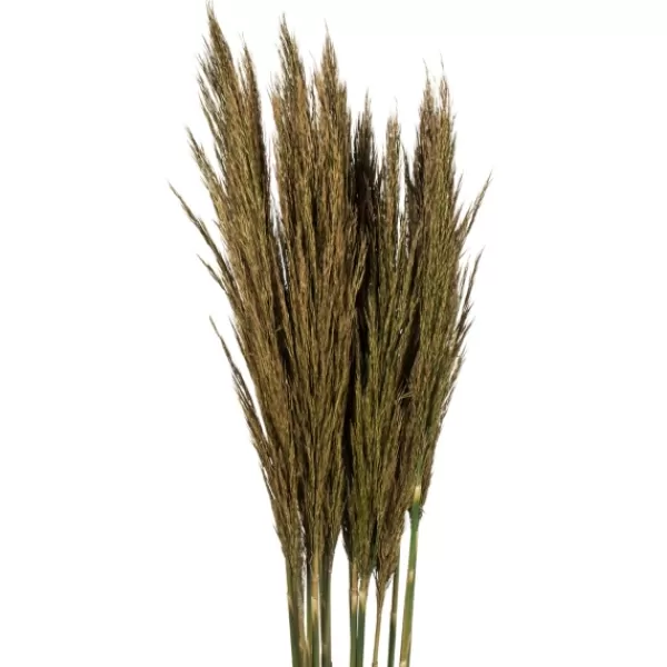 Stems & Bouquets-Kirkland's Home Preserved Plume Reed Bundles, Set Of 2 Green