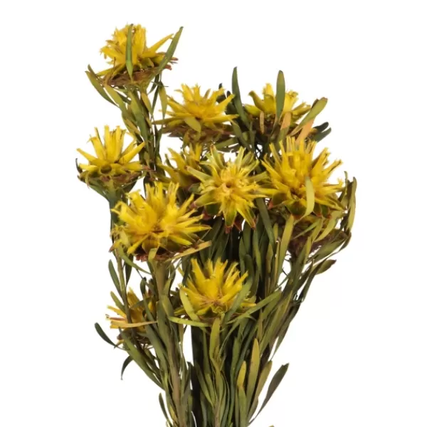 Stems & Bouquets-Kirkland's Home Preserved Plumosum Flower Bundle Yellow