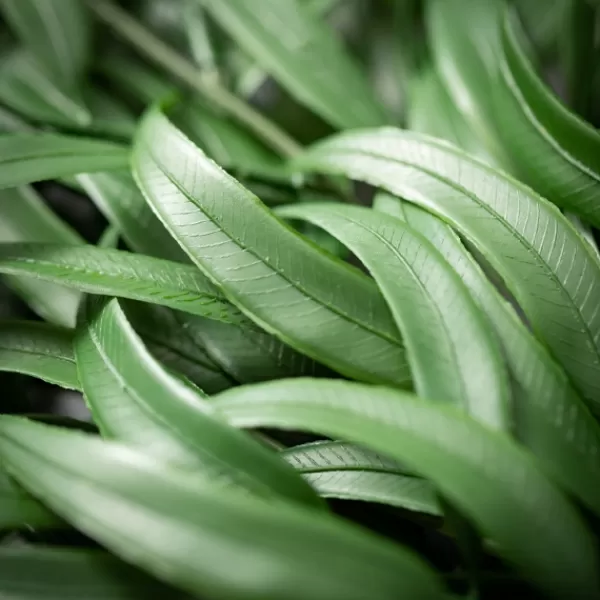 Stems & Bouquets-Kirkland's Home Seeded Blade Eucalyptus Spray Green