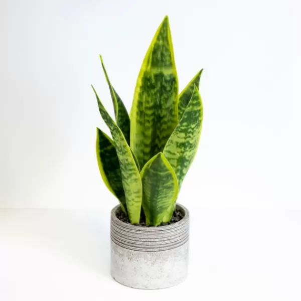 Arrangements & Greenery-Kirkland's Home Snake Plant In Ribbed Cement Planter Green/Gray