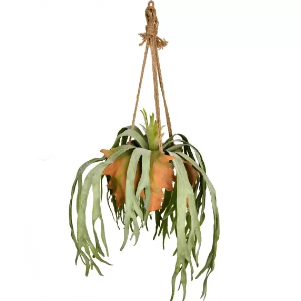 Arrangements & Greenery-Kirkland's Home Staghorn Fern In Hanging Cone Planter Green/Orange
