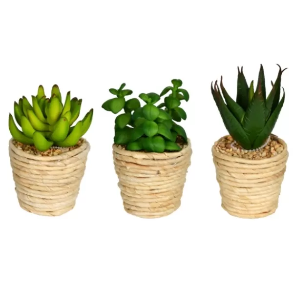 Arrangements & Greenery-Kirkland's Home Succulents In Twine Planters, Set Of 3 Green/White