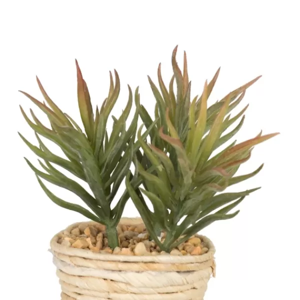 Arrangements & Greenery-Kirkland's Home Succulents In Twine Planters, Set Of 3 Green/Tan