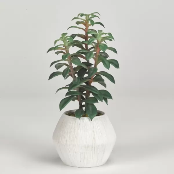 Arrangements & Greenery-Kirkland's Home Succulents In White Ceramic Planter Green/Gray