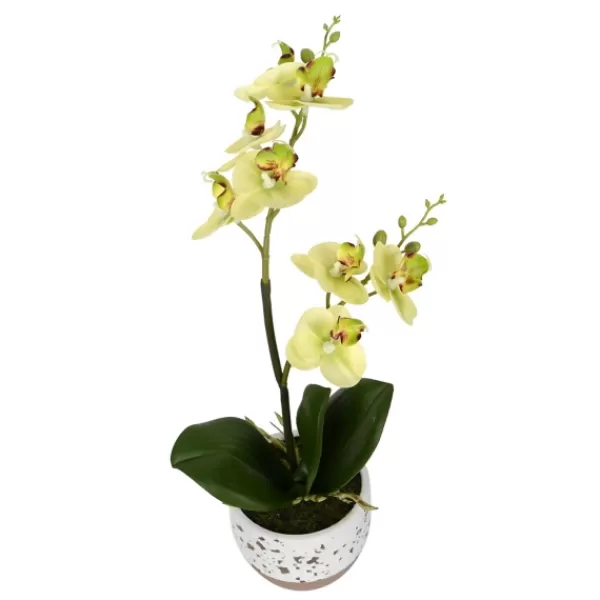 Arrangements & Greenery-Kirkland's Home Sunshine Orchids In Speckled Planters, Set Of 2 Yellow/White