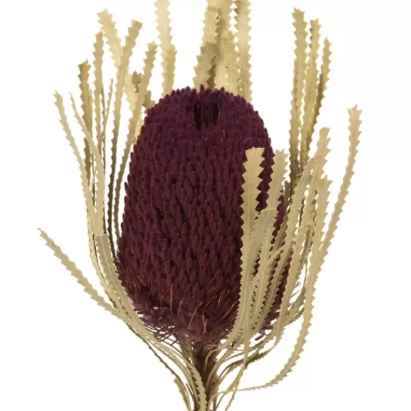 Stems & Bouquets-Kirkland's Home Violet Dried Jumbo Banksia Stems, Set Of 3 Purple